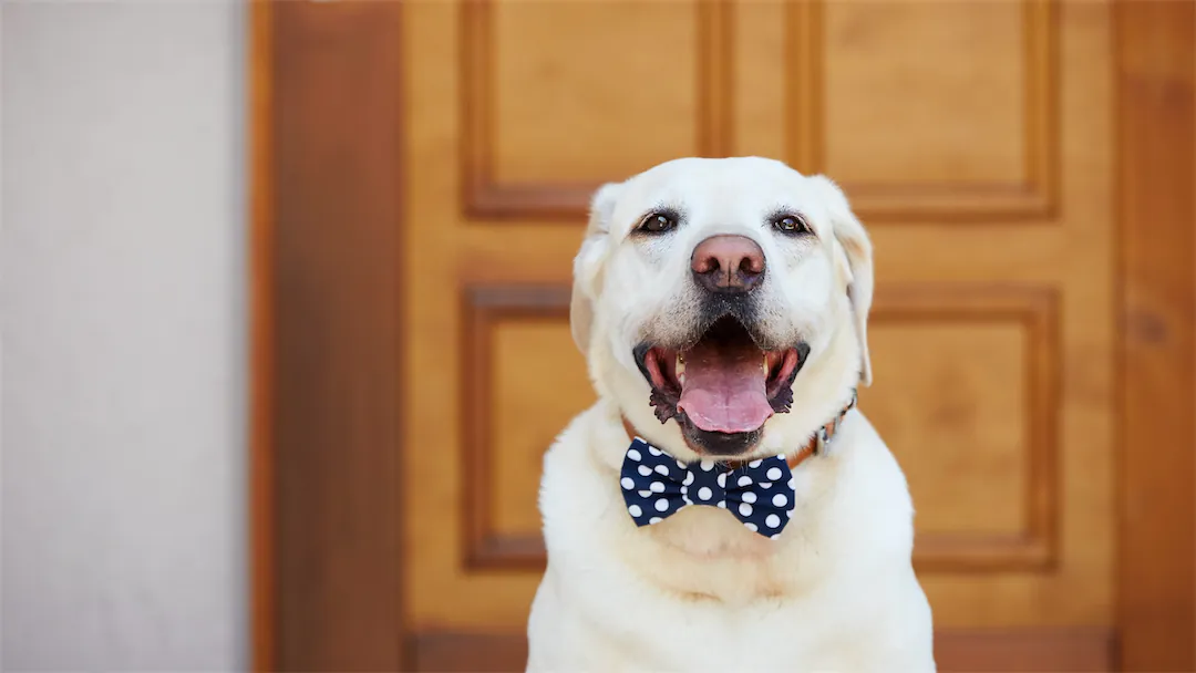 LIFEORIA A white labrador, LIFEORIA, wearing a bow tie in front of a door.